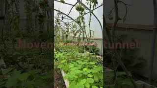 The Polytunnel in November 🙏👩‍🌾 [upl. by Goines]