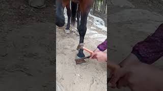 Mane horse hoof trimming process [upl. by Lolande]