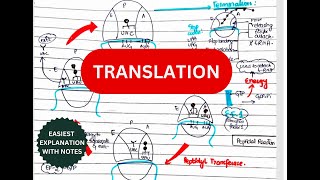 Translation Protein Synthesis 🧬 Step wise Part 2  Everything you need to know [upl. by Onairpic]