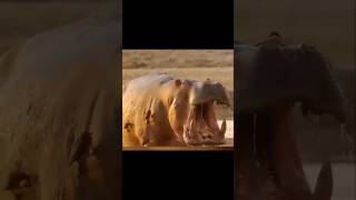 మొసలిని వాలీబాల్ అడుకున్నాయిbaby hippo fights for survival while being attacked janardhanfactz [upl. by Ursulina156]