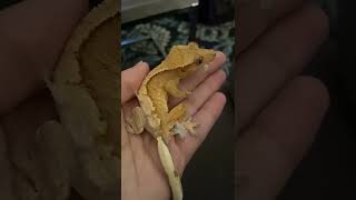 Person Watches Lizard Shed and Eat its Skin  1285873 [upl. by Zinck]