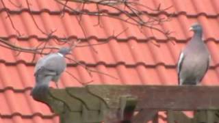 Bowing Wood Pigeon [upl. by Ynaffad]