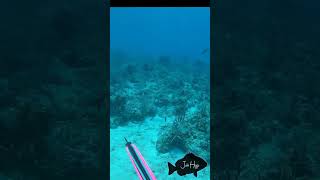 Florida keys diving [upl. by Larimer320]