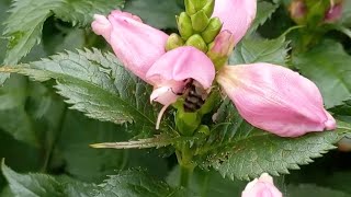 Bumblebees working the Chelone [upl. by Jacquie]