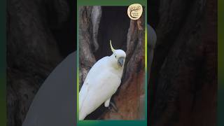 Natures Builder Sulphurcrested Cockatoo amp Hollow  Dharug Country [upl. by Faustena58]