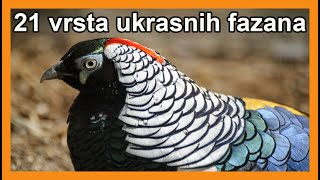 Popularni ukrasni fazani  predstavljanje 21 vrste [upl. by Pardner851]