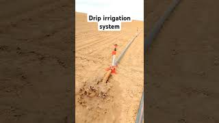 drip irrigation system Desi Jugad  Indian Farmer  shorts  yummyfarm  farmya  TechnicalFarming [upl. by Reisfield]