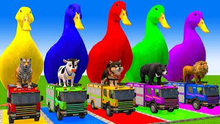 5 Giant Duck CartoonCowElephantTigerLionGorilla Paint Wild Animals Crossing Fountain Animation [upl. by Ruggiero]