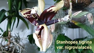 Stanhopea tigrina varnigrovialacea quotСтангопея Тигринаquot путаница разрешилась [upl. by Gardner281]