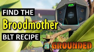 Find the Broodmother BLT Recipe  Grounded 2024 [upl. by Balas587]