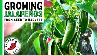 How To Grow Jalapeño Peppers For Beginners From Seed To Harvest  Pepper Geek [upl. by Bensky]