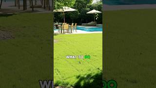 🌱 Do This AFTER Overseeding Your Lawn [upl. by Poliard]