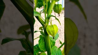 Cape gooseberries fruits exotic shorts berry [upl. by Auj]