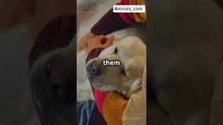 Adopting a Rescue Dog Tips amp Benefits animals ytshorts shots dog animals dogcare [upl. by Arbe]