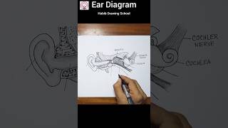 Ear Diagram Easy shorts eardiagram diagram [upl. by Llebana]