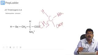Selenocysteine  Part I [upl. by Knah]