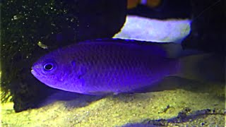 ソラスズメダイ Neon damselfishHeavenly damselfish Pomacentrus coelestis [upl. by Beaudoin808]