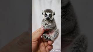 Tiny Lemur in Your Hand Adorable Mini Jungle Cutie 🐒🌿 TinyTales cute wildlife animals [upl. by Meir759]