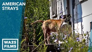 Stray Dog Carrying Food Bowl Into Abandoned House Wants To Be FED Hope For Dogs [upl. by Nitsir]