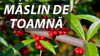 Maslin de toamna Elaeagnus umbellata [upl. by Nedyah]