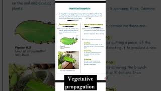 Vegetative propagation  Reproduction  class 10 th science biology mp board 202425 shorts 1 Min [upl. by Annaj779]