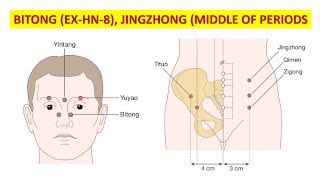 BITONG EXHN8 SHANGYINGXIANG JINGZHONG MIDDLE OF PERIODS [upl. by Yedarb313]