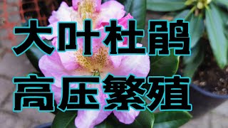 大叶杜鹃高压繁殖的方法 Rhododendron Air Layer Propagation [upl. by Naerb]