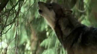 Viviendo con lobos  National Geographic  Parte 3 de 5 [upl. by Finella]