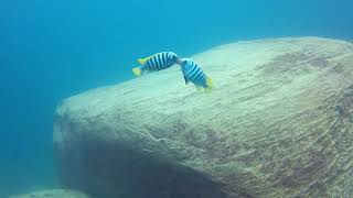 Metriaclima Zebra quotChiwi Rockquot fights Chizumulu Island in Lake Malawi [upl. by Tuttle]