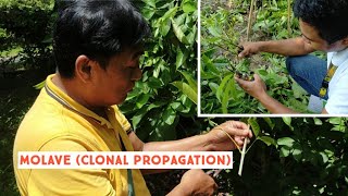 Clonal Propagation of Vitex parviflora Molave [upl. by Humpage]