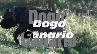 Dogo Canario [upl. by Duston]