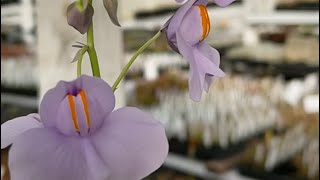 Giant bladderwort Utricularia cornigera [upl. by Nohshan]