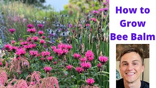 Bee Balm  How to Grow Monarda for Pollinators and no mildew [upl. by Gorrian]