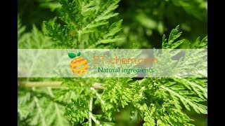 Artemisinin Artemisia annua Sweet wormwood extractbenefitsproduction 2018 [upl. by Aaberg]