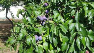 The damson or damson plum also archaically called the quotdamascenequot [upl. by Arekahs]