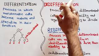 Differentiation dedifferentiationredifferentiation [upl. by Kahle]