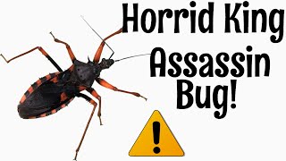 Horrid King Assassin Bug The Best Pet Invertebrate [upl. by Brawley]