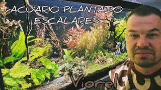 ACUARIO PLANTADO  ACUARIO ESCALARES [upl. by Lannie57]