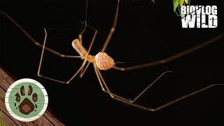 HOE LEGT EEN SPIN EITJESDe TRILSPIN Pholcidae spin eitjes spider arachnid [upl. by Crosse]