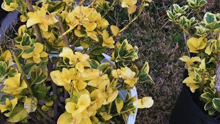 Drastic Golden Euonymus Garden Experiment Week 0 [upl. by Elkcim980]