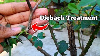 How To Control Rose Dieback Disease In Hindi Dieback Treatment [upl. by Aymik]