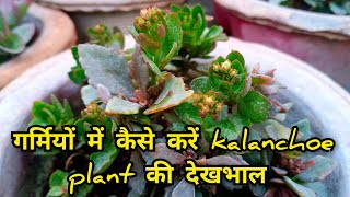 गर्मियों में कैसे करें kalanchoe plant की देखभाल  summer care of kalanchoe plant kalanchoeplant [upl. by Nigle]