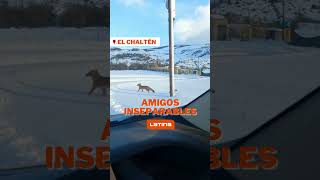 Vecinos invasores en El Chaltén [upl. by Anitnahs]