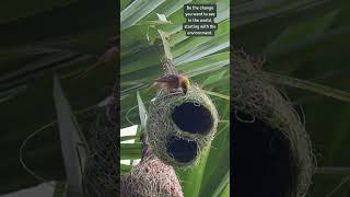 Architects of the Wild Masterpiece in Motion 🐦🏗️ weavers birdnest birdlife [upl. by Stephen960]