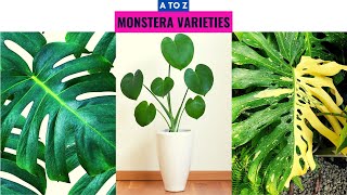 Monstera Varieties A to Z [upl. by Ysac184]