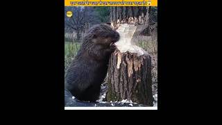 BEAVER TRAGIC SITUATION WHILE CHEWING TREE FACT2FACT VIRAL SHORT [upl. by Cherianne567]