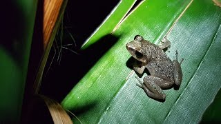 Lesser Antillean coqui whistling frog [upl. by Yelrebmik]