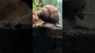 🐌 Chinese Trapdoor Snail Cipangopaludina chinensis war [upl. by Bebe]