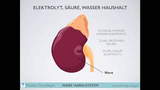 Niere Harn System Medizin Grundlagen Teil 2 [upl. by Voletta]