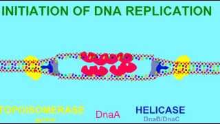 DNA REPLICATION HELICASE AND TOPOISOMERASE [upl. by Rennie995]